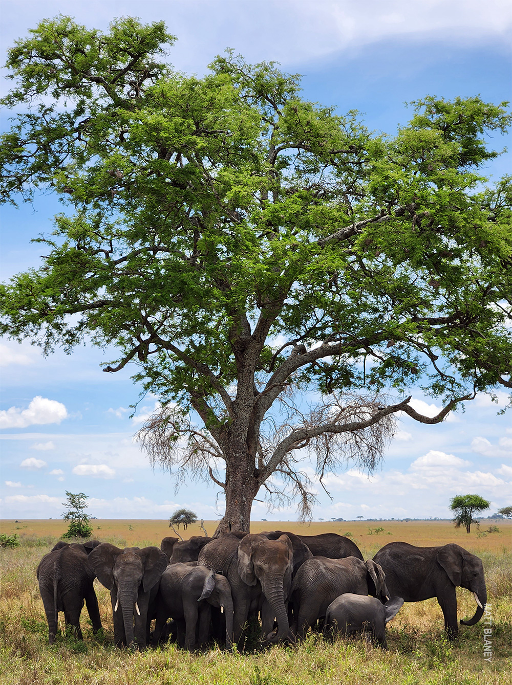 elephants in serengeti national park
