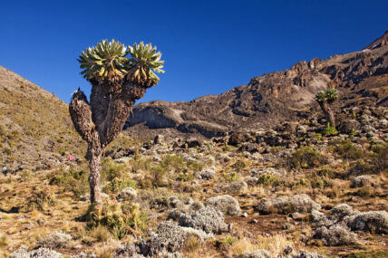 giant groundsel on kilimanjaro