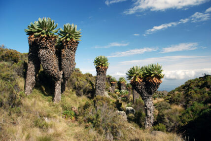 giant groundsel trees on mount kilimanjaro