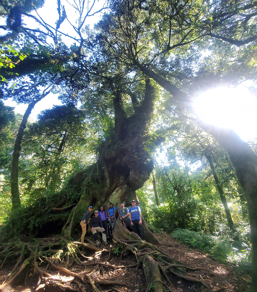 trekking group in the rainforest