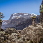 Welcome to Kilimanjaro’s Heath and Moorland Zones