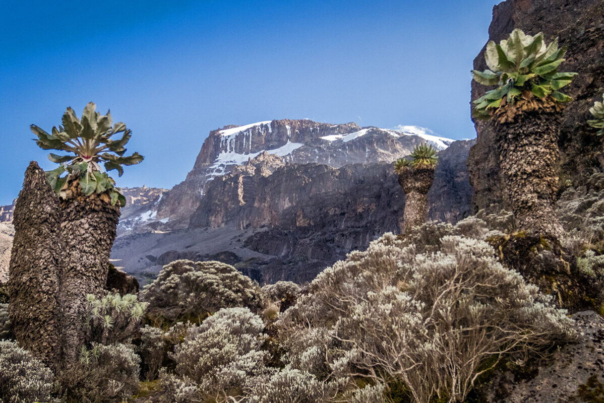 groundsels-barranco-wall-kibo-