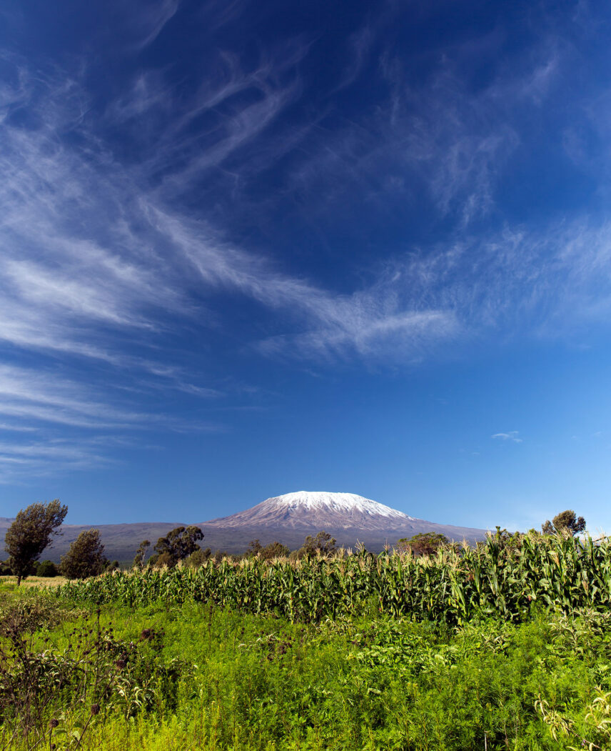 view of kilimanjaro on sunny day from cultivated zone