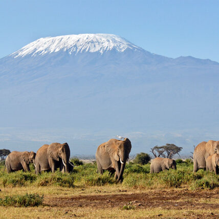 elephant herd with mount kilimanjaro in the background