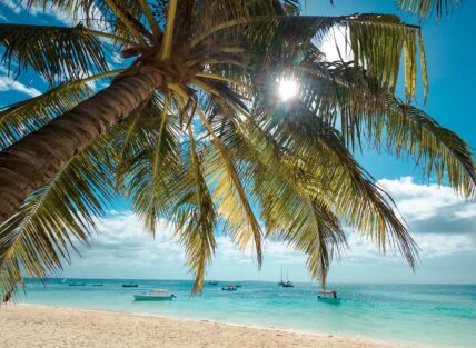 palm tree on beach in zanzibar