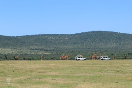 tanzania giraffes