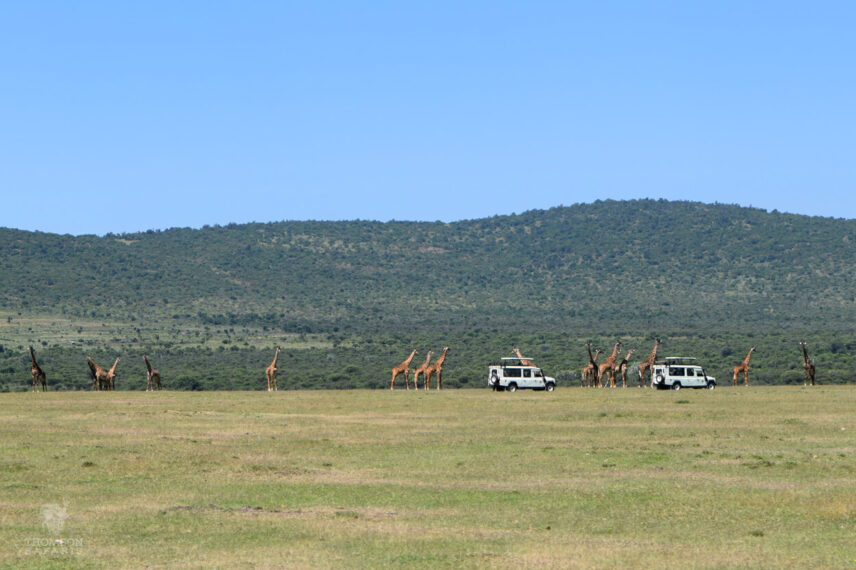 tanzania giraffes