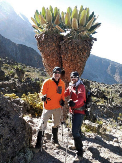 Thomson trekkers hike near Giant Groundsels on Kilimanjaro