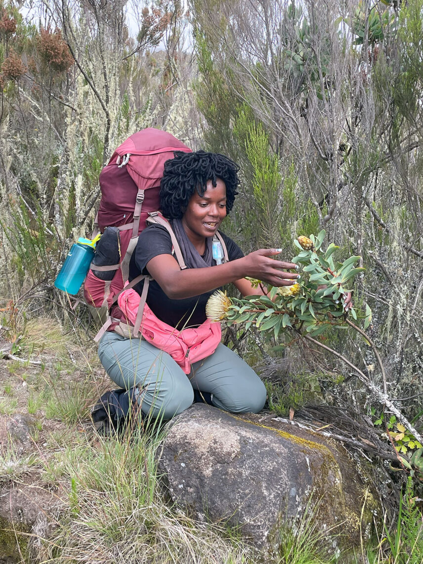 kilimanjaro guide philomena describing flora on trek