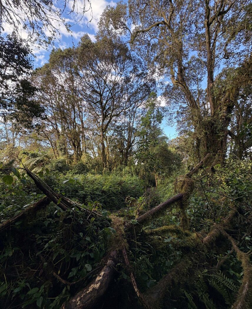 wild foliage and lush greenery of the rainforest zone on the decent from mount kilimanjaro summit