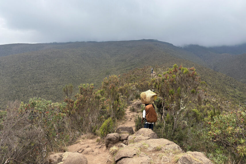porter walking through the heather on mount kilimanjaro